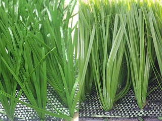 人造草足球场草坪颜色是用颜料涂上去的吗