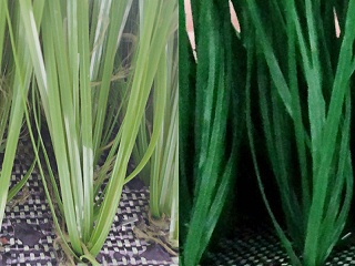 人造草足球场建设时要注意到草坪是否一致