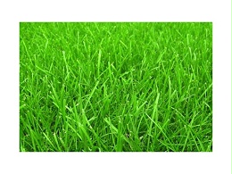 人工草对比天然草的优势