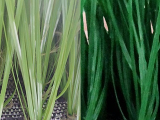 人造草足球场验收标准