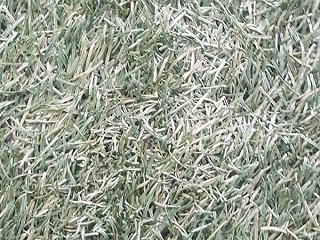 人造草足球场建设的草坪一不注意就变色了