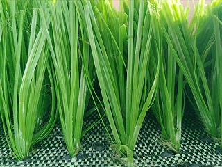 常见人造草足球场草坪的优劣点