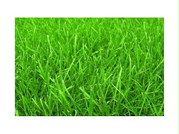 人造草坪常见问题总结